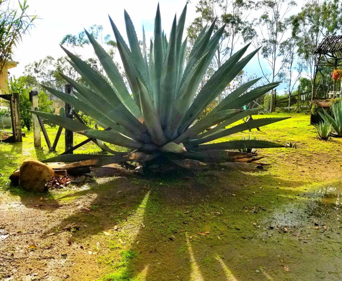 Villa Terra Monarca Valle de Guadalupe Esterno foto